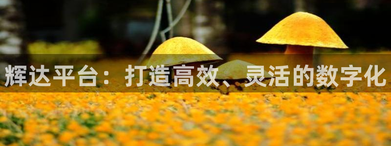 南宫NG加拿大app预测：辉达平台：打造高效、灵活的数字化